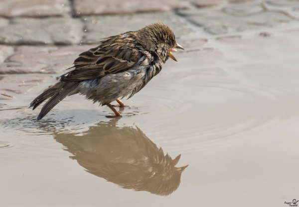 Грустный Воробей