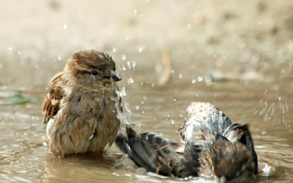 Воробьи купаются в луже