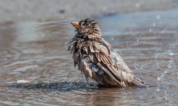 Воробьи купаются в луже