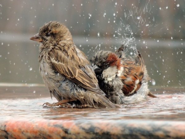 Воробей под дождем