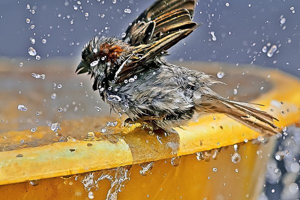 Мокрый Воробей