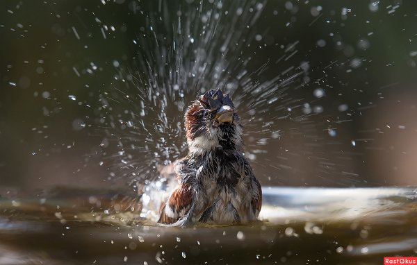 Птица купается в воде