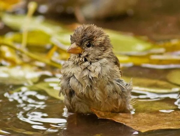 Воробей под дождем