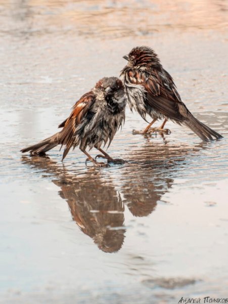 Комаревцев Воробей