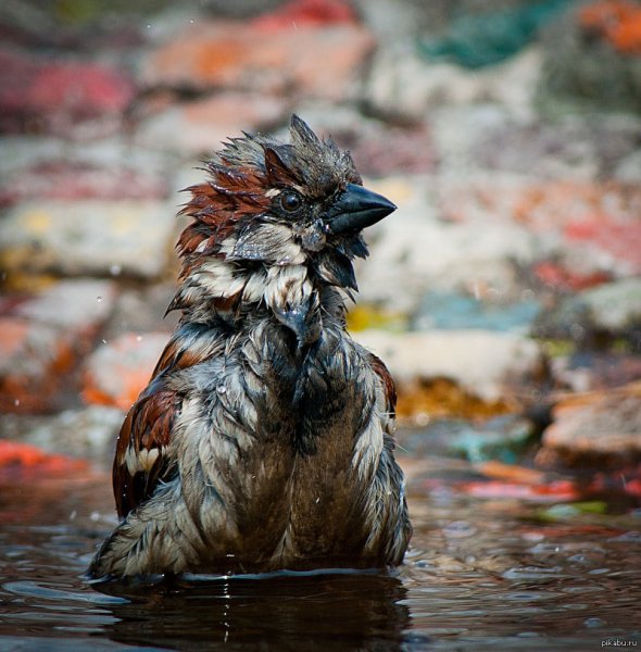 Промокший Воробей