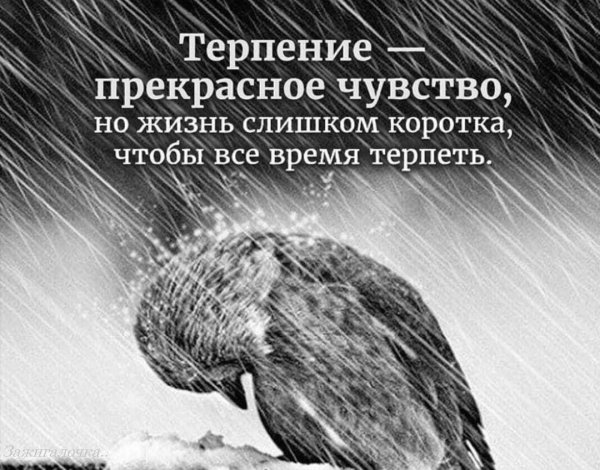 Одинокий Воробей под дождем