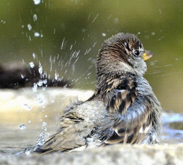 Воробушек под дождем