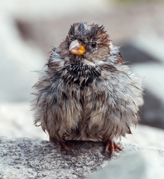 Взъерошенный Воробей