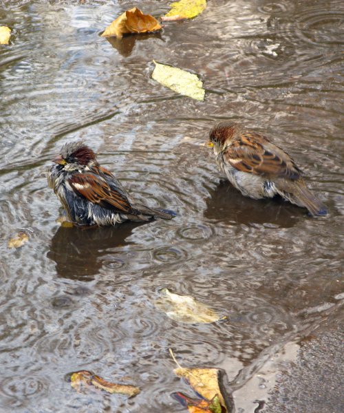 Воробьи купаются в луже