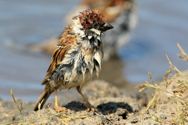 Смешной Воробушек