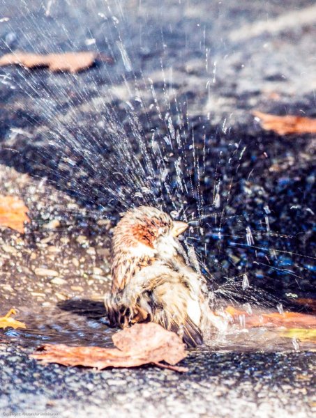 Птицы купаются в луже