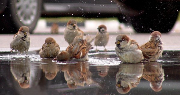 Воробьи купаются в снегу