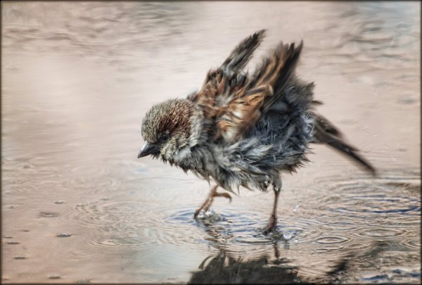 Всемирный день воробья