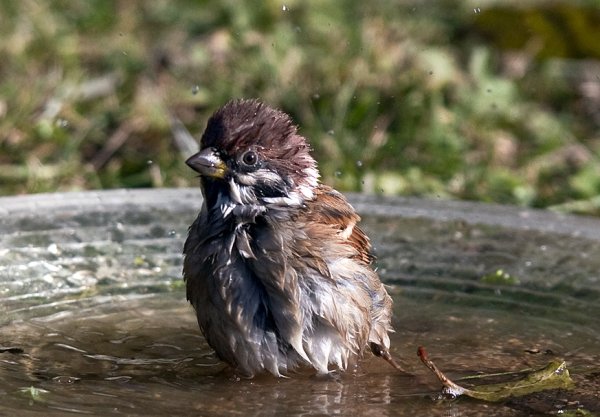 Мокрая птичка