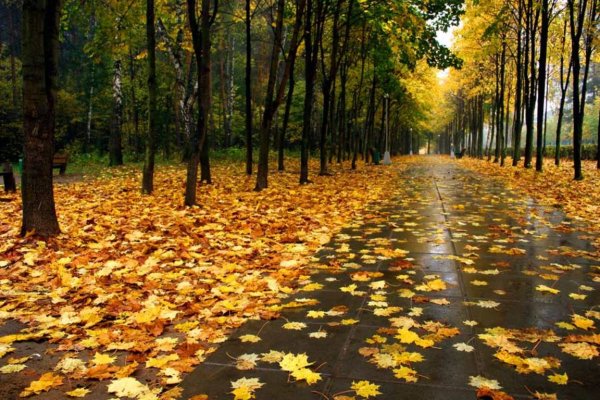 Золотая дождливая осень