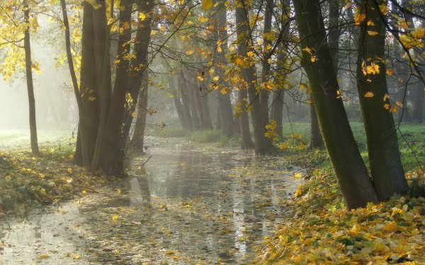 Дождь в осеннем лесу