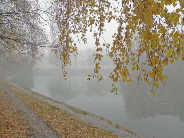Поздняя осень дождь