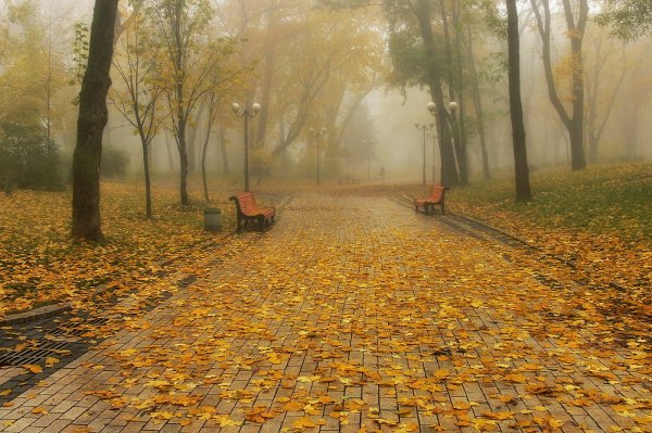 Дождливая осень