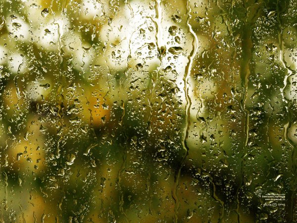 Лес за мокрым стеклом