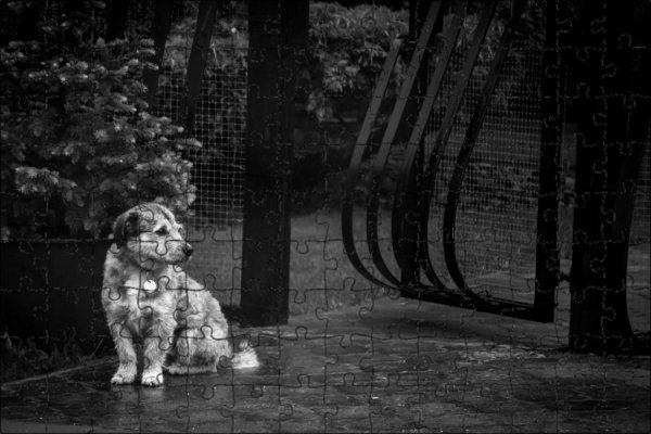 Город собака дождь