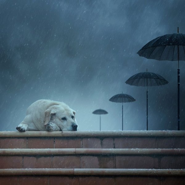 Собака под дождем