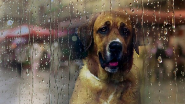 Дождь животные