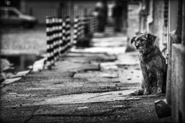 Брошенный щенок