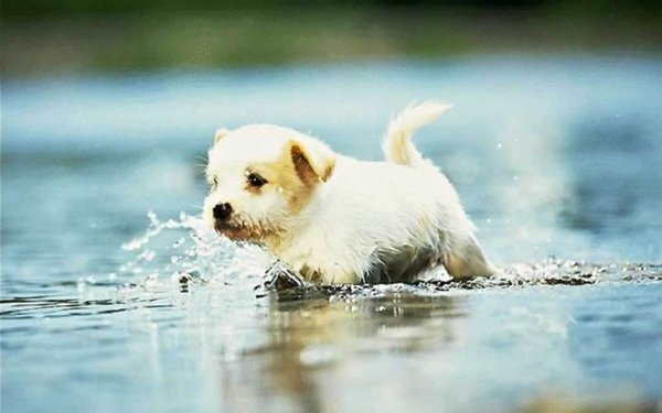 Собака бежит по воде