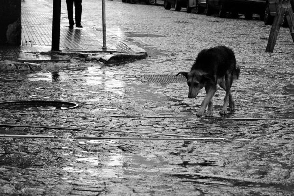 Одинокая собака