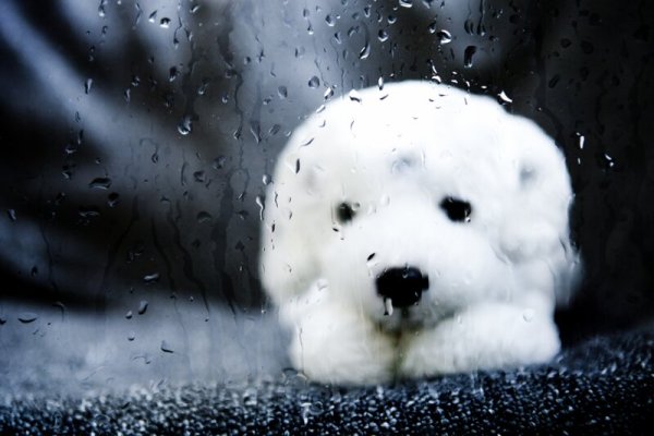 Щенок под дождем