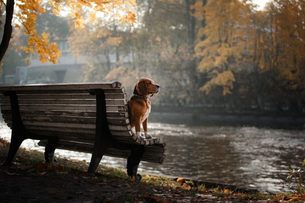 Щенок на скамейке