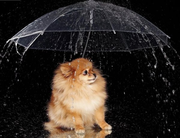 Собака под зонтом