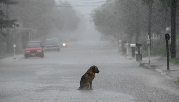 Одинокая собака под дождем