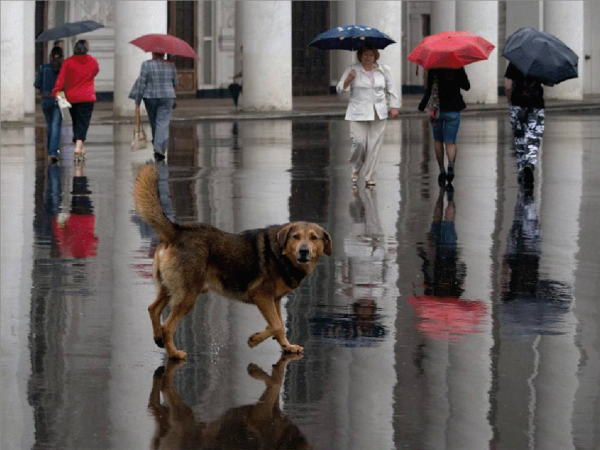 Городская собака
