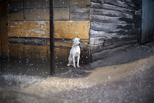 Брошенные животные на дачах
