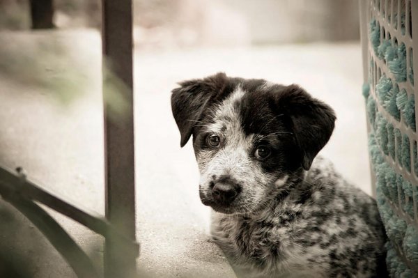 Маленький Бездомный щенок