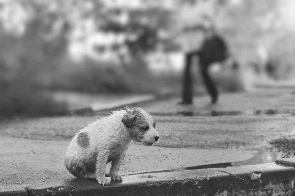 Брошенный щенок