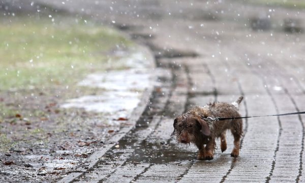 Собачка в дождь и снег