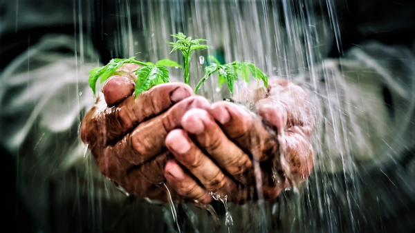 Дождь на ладони