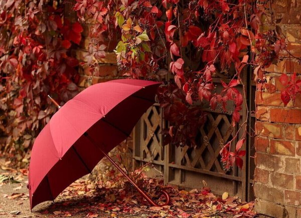 Осень зонтик