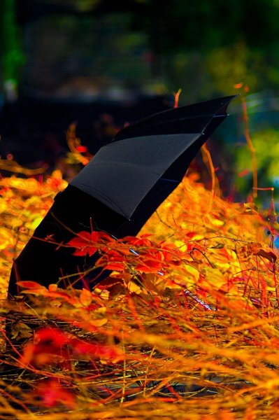Осень зонтик