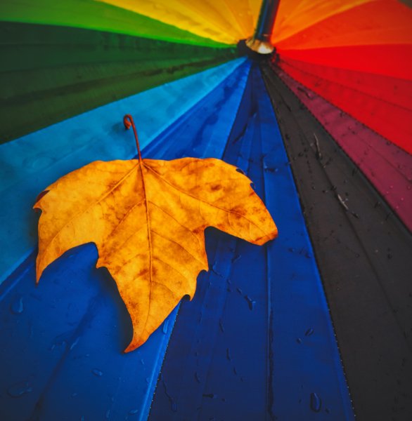 Осень зонтик