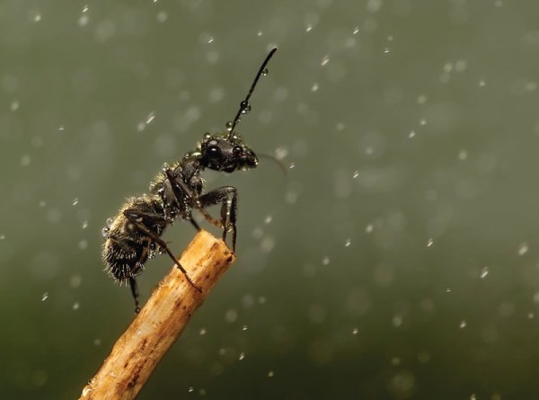 Муравей под дождем