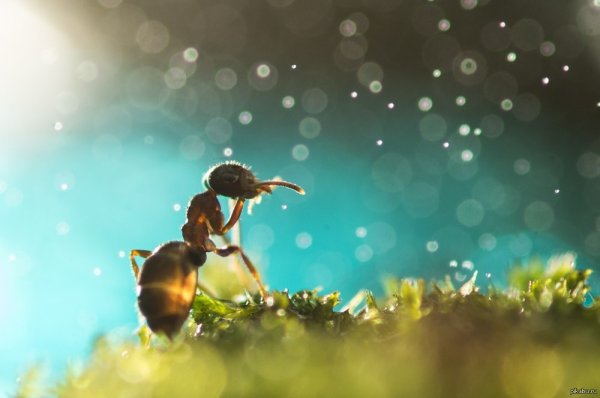 Муравей арт