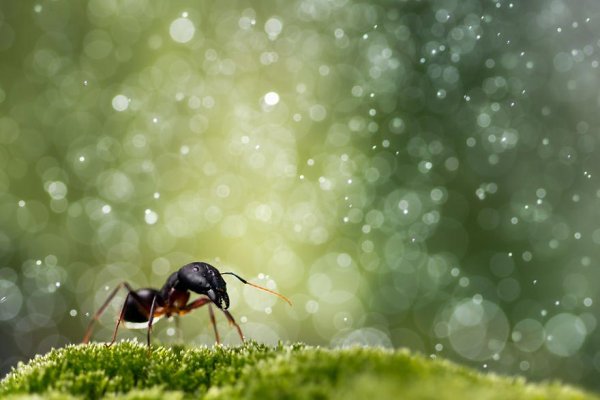 Муравьи в природе