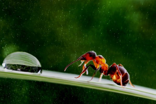 Муравьи ползают