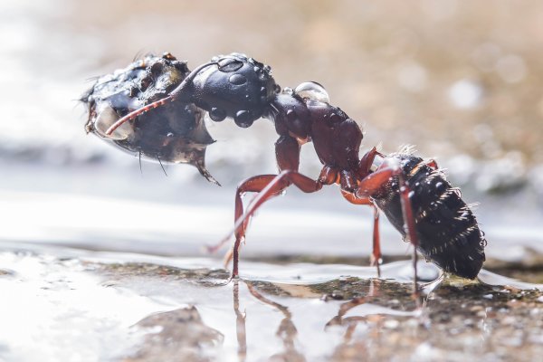 Муравей под дождем