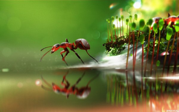 Макро деепхунтер 2д