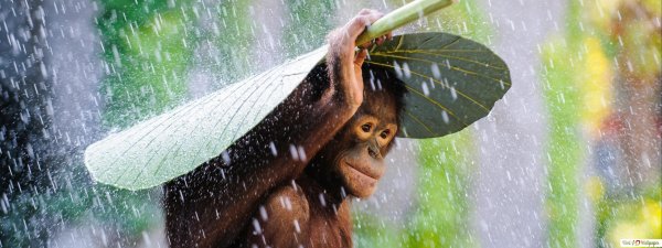 Обезьяна под дождем