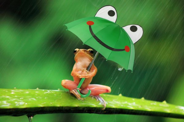 Лягушонок под дождем